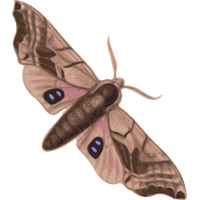 Moth PNG