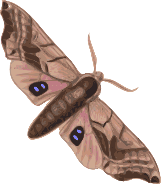 Moth Transparent PNG Image