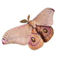 Moth PNG