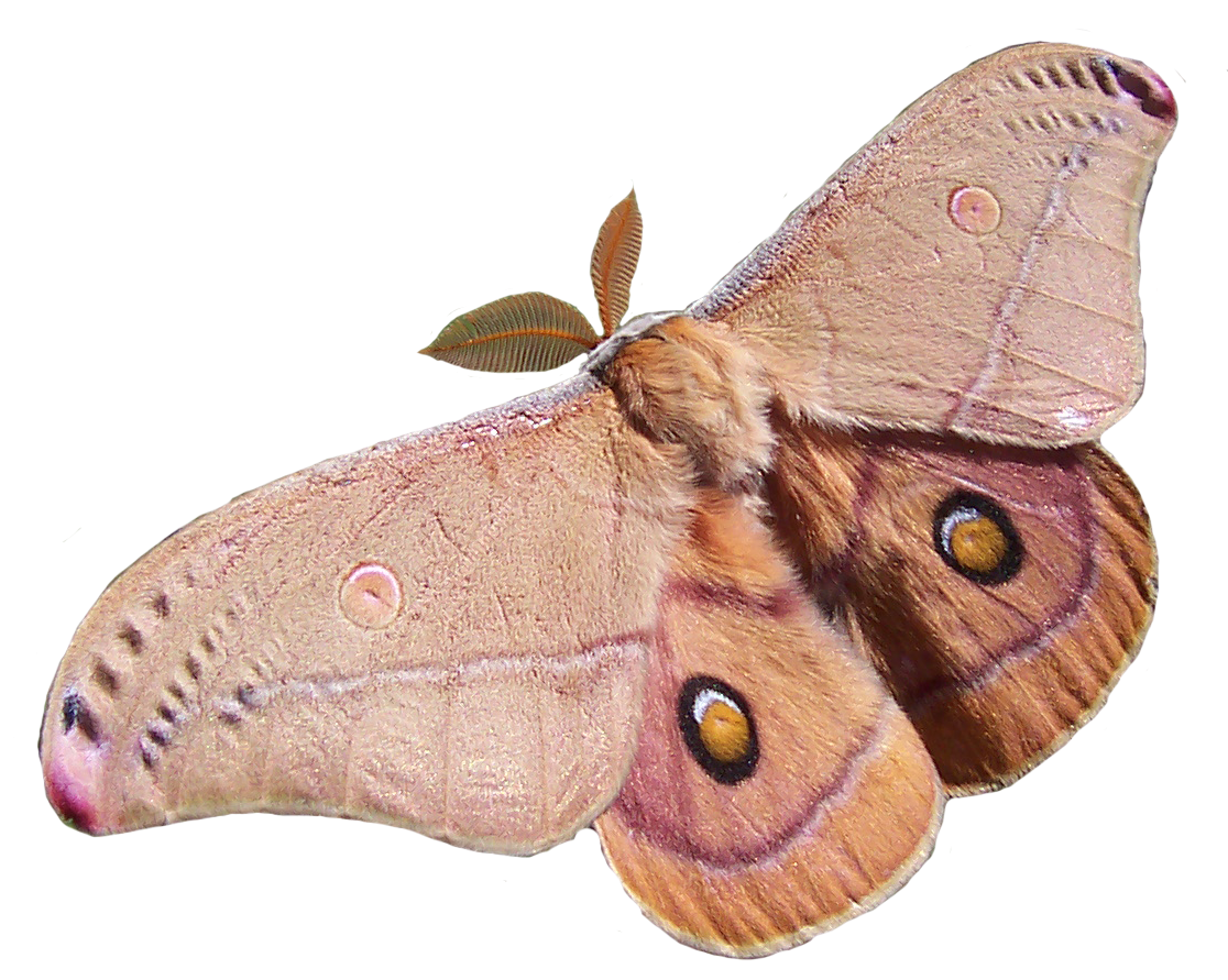 Moth Transparent PNG Image