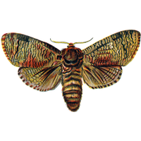 Moth PNG