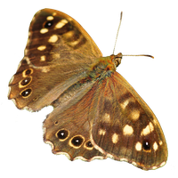 Moth PNG