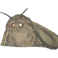 Moth PNG
