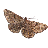 Moth PNG