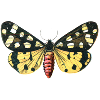 Moth PNG