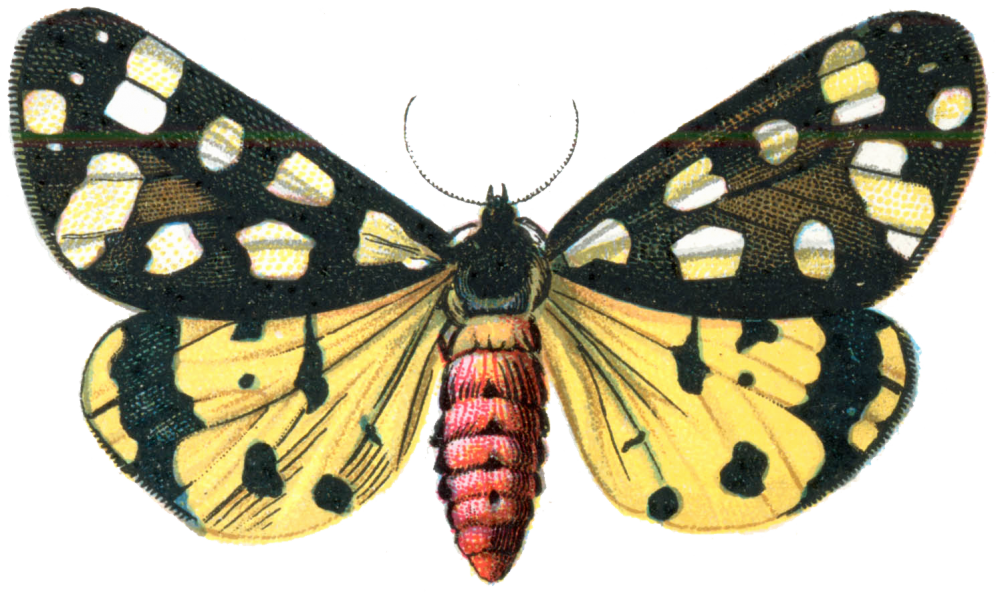 Moth Transparent PNG Image