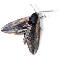 Moth PNG