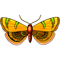 Moth Transparent PNG Image