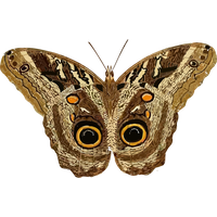 Moth PNG