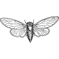 Moth PNG