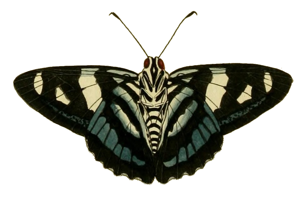 Moth Transparent PNG Image