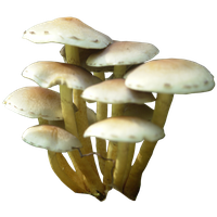 Mushroom Png PNG Image