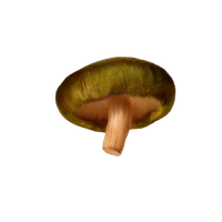 Mushroom Clipart PNG Image