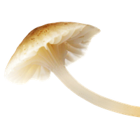 Mushroom Image PNG Image