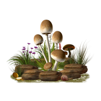 Mushroom Transparent Image PNG Image