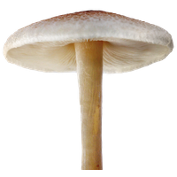 Mushroom File PNG Image