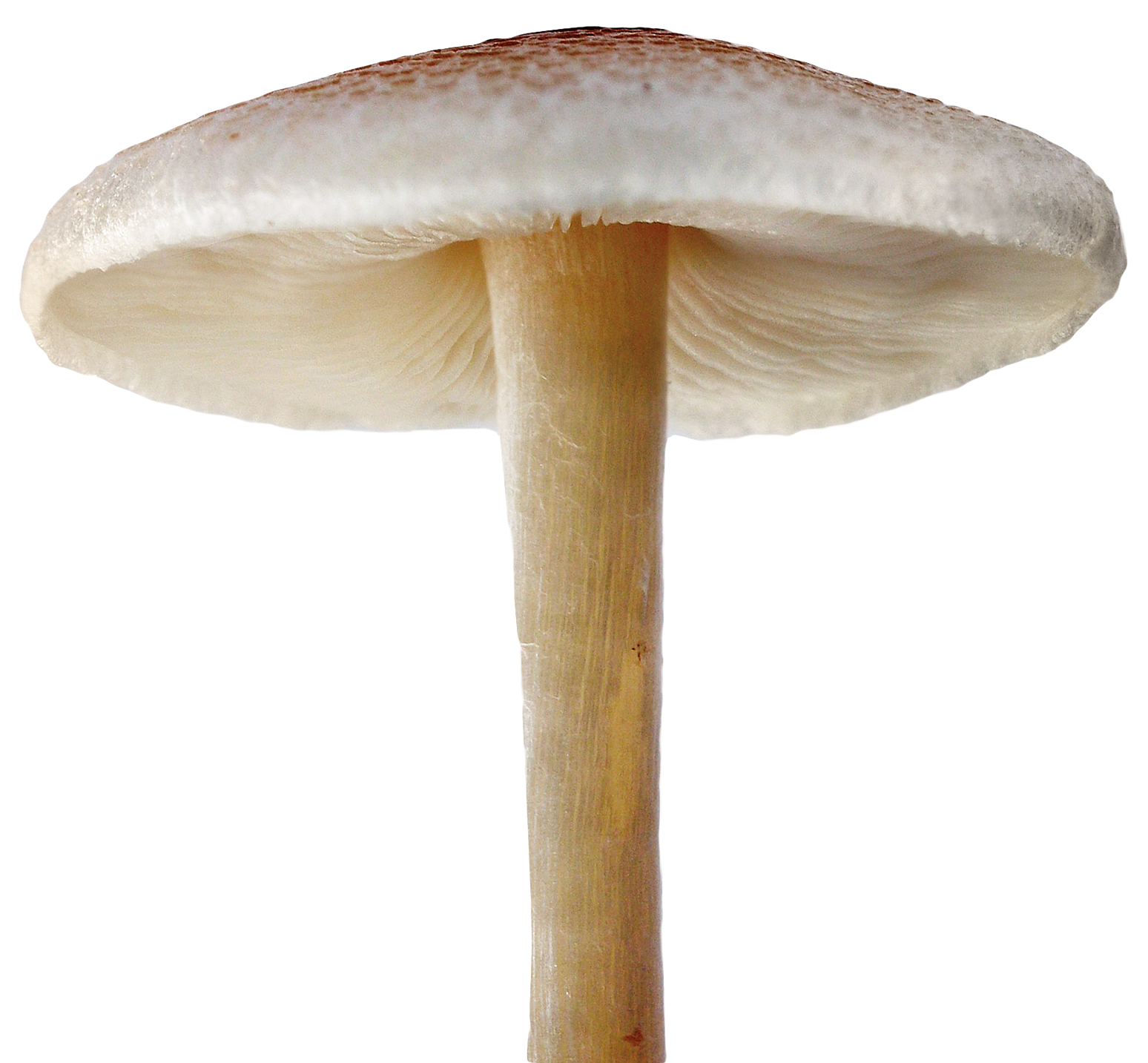 Mushroom File PNG Image