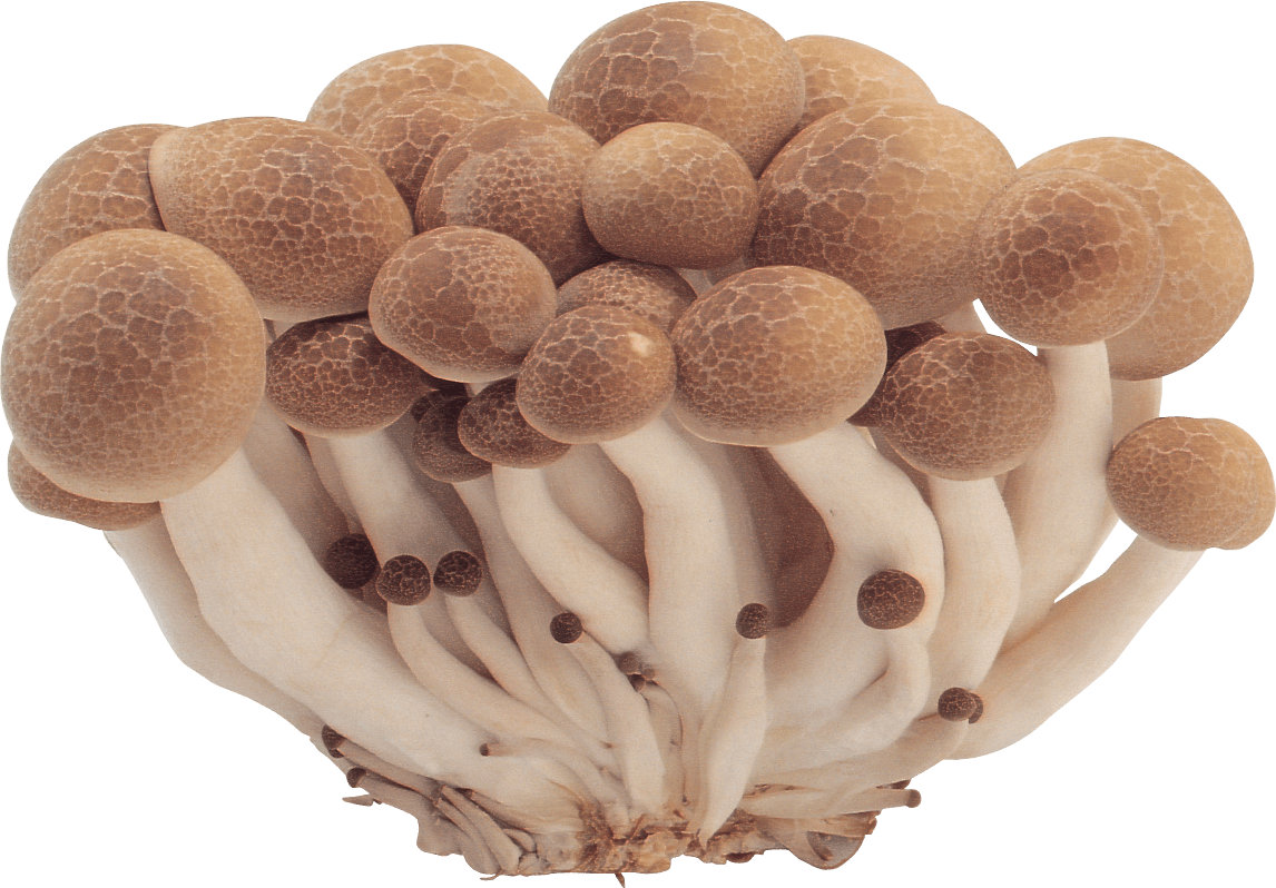 Mushrooms Png Image PNG Image
