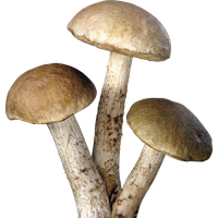 Mushroom Free Download Png PNG Image