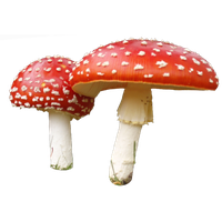 Amanita Muscaria Transparent PNG Image