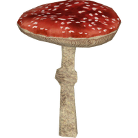 Amanita Muscaria Transparent Background PNG Image