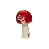 Amanita Muscaria PNG Image