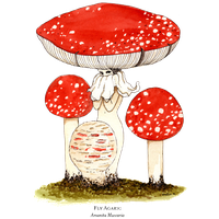 Amanita Muscaria Transparent PNG Image