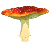 Amanita Muscaria Transparent Image PNG Image