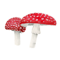 Amanita Muscaria Free Download PNG Image