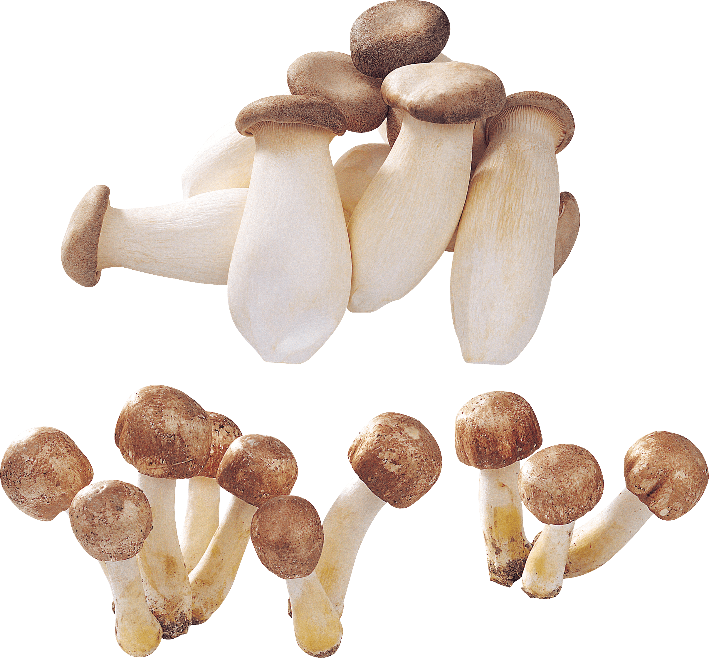Mushroom Png Image PNG Image
