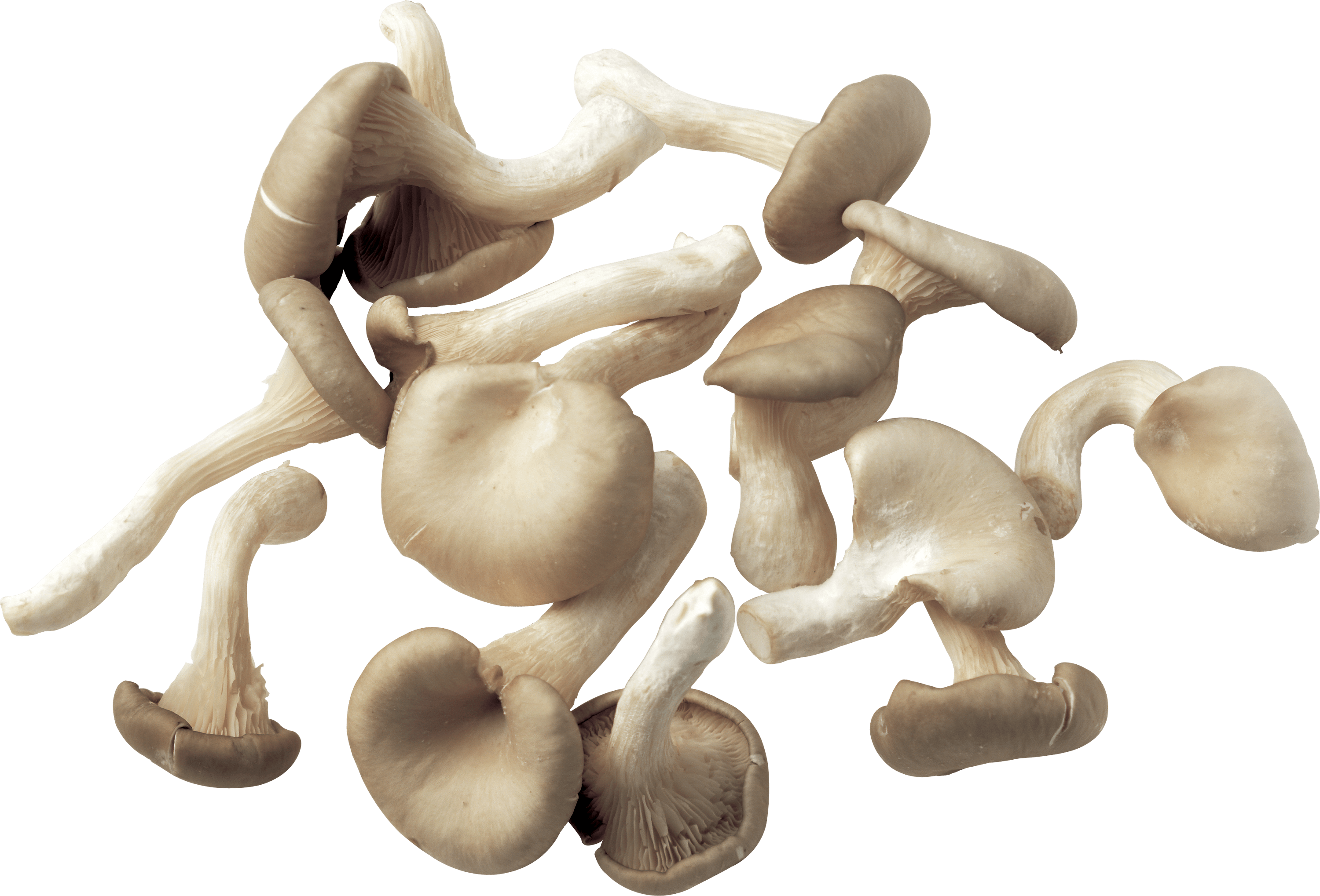 Mushroom Png Image PNG Image