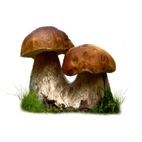 Mushroom Transparent PNG Image