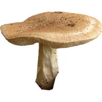 Mushroom Free Png Image PNG Image