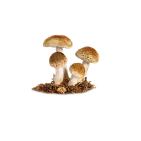 Mushroom Png Image PNG Image