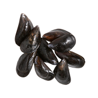 Mussel PNG