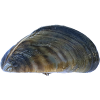 Mussel Transparent PNG Image