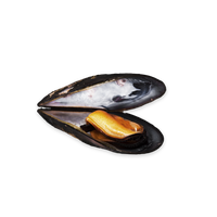 Mussel PNG
