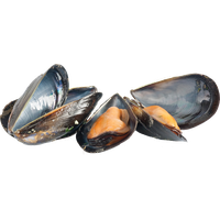 Mussel PNG