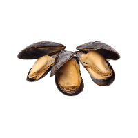 Mussel PNG