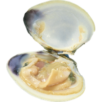 Mussel PNG