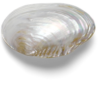 Mussel PNG