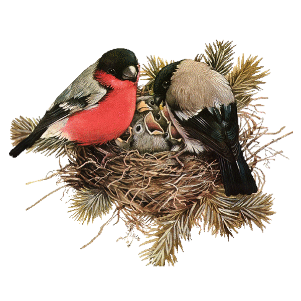 Nest Hatchlings Bird Free Photo PNG Image