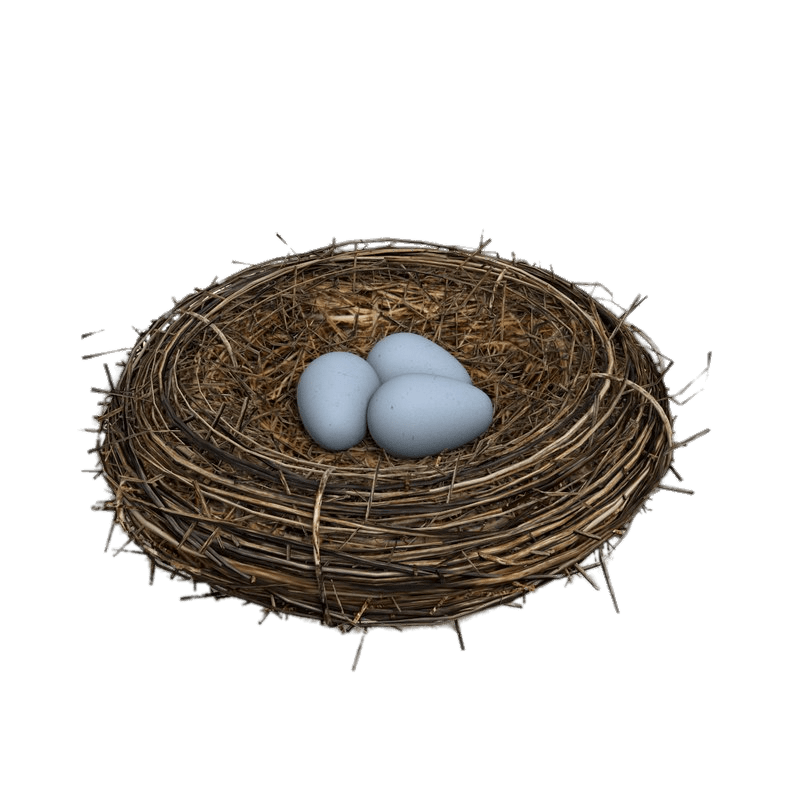 Eggs Nest Bird PNG Download Free PNG Image