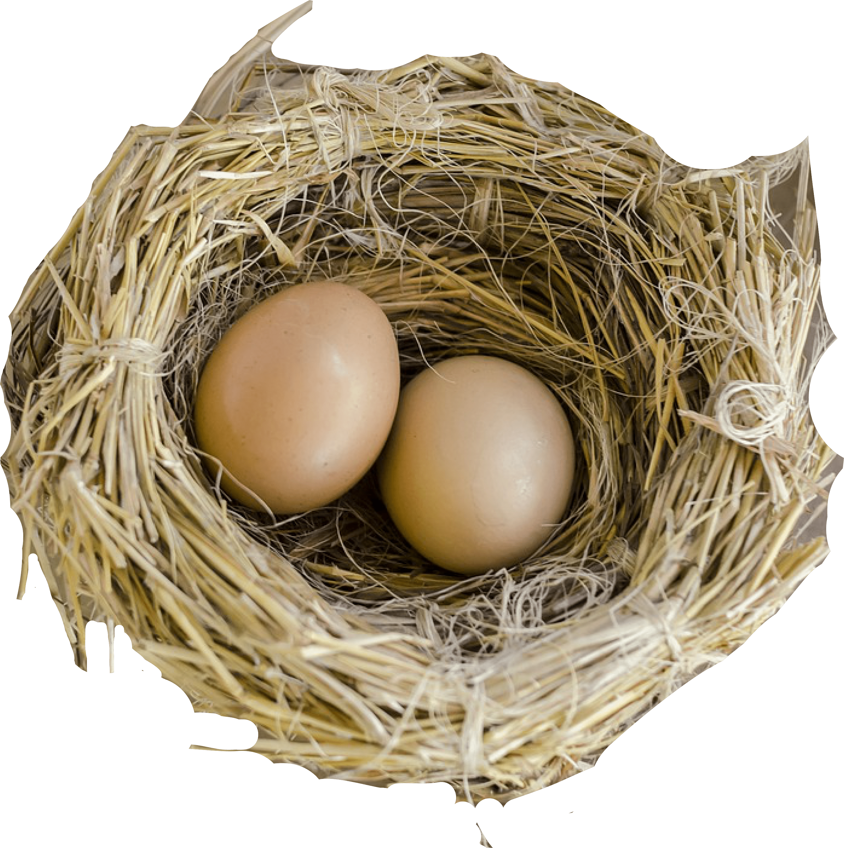 Nest Natural Bird Free Download PNG HQ PNG Image