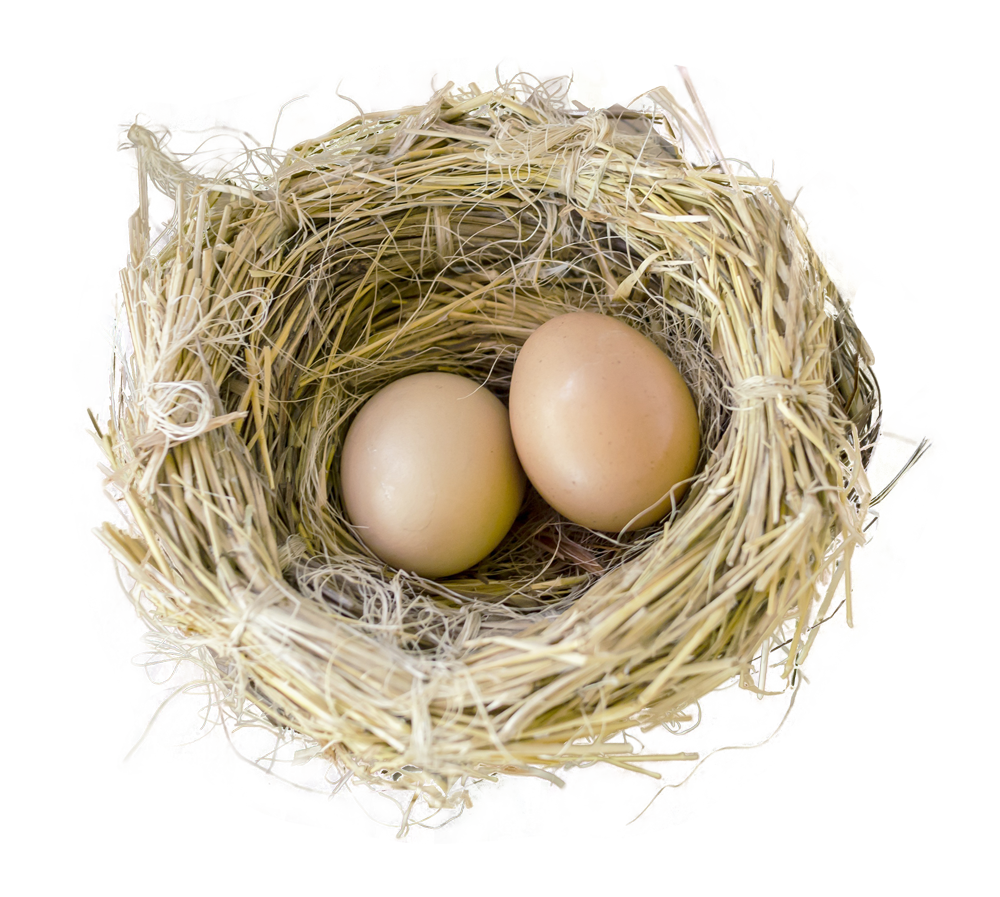 Real Nest Bird HD Image Free PNG Image