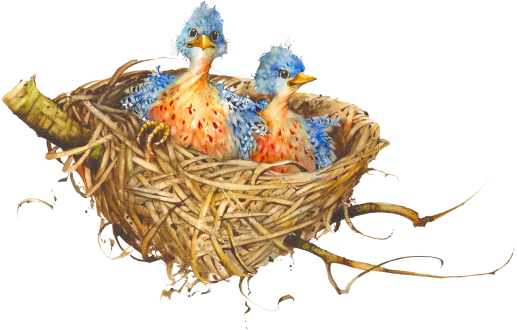 Nest Picture PNG Image