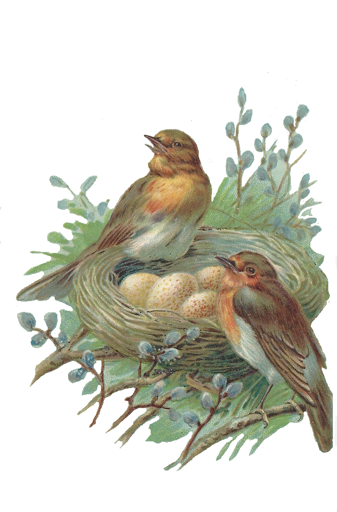 Nest Png Image PNG Image