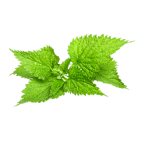 Nettle