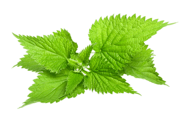 Nettle Transparent PNG Image