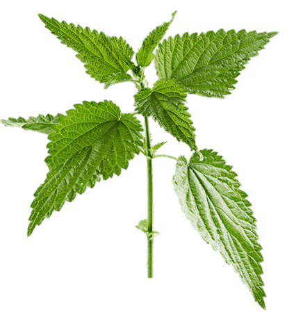 Nettle Transparent PNG Image